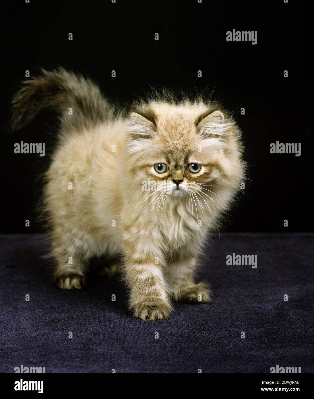 Colourpoint Seal Point Persian Domestic Cat, Kitten against Black