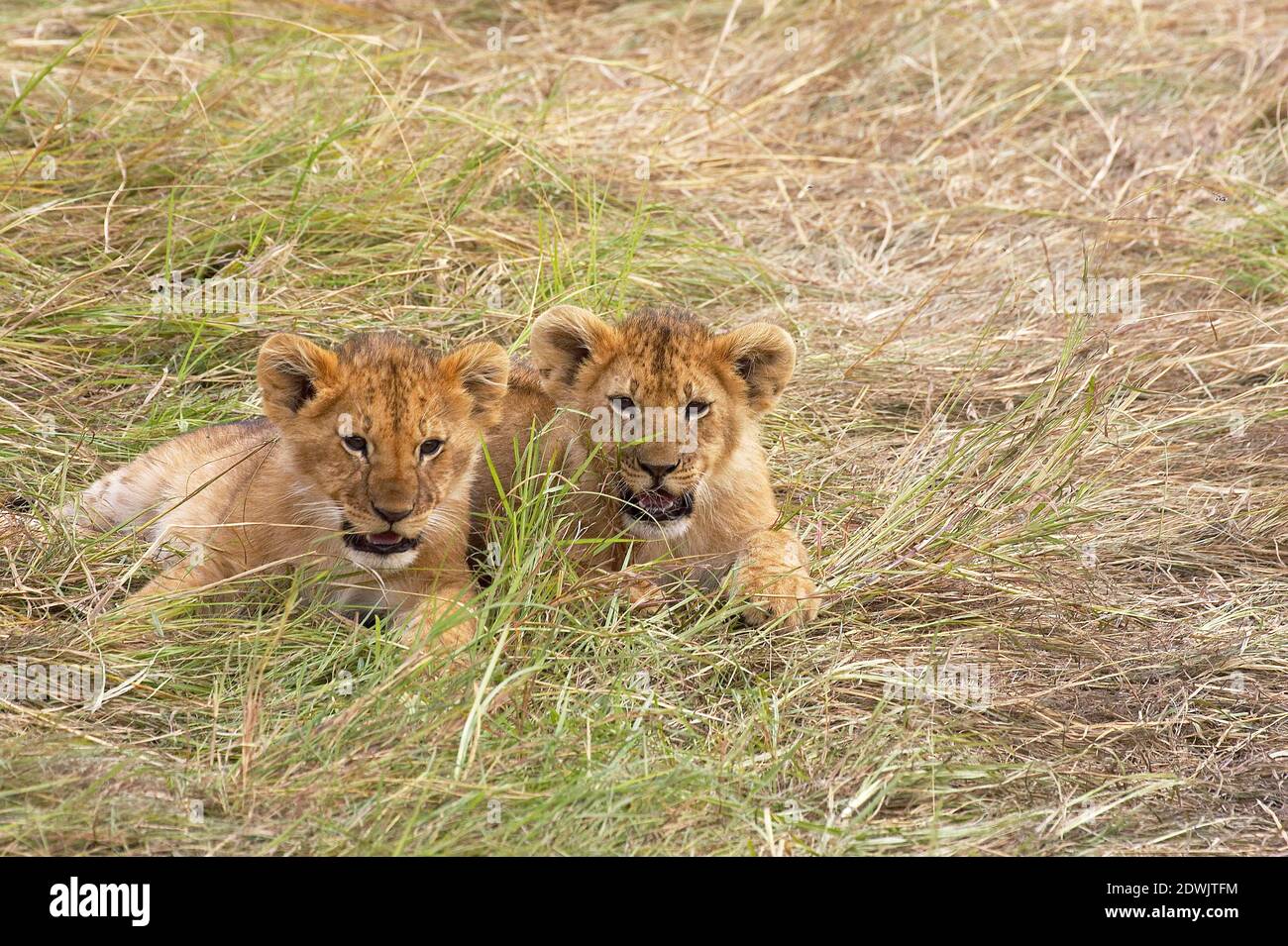 African Lion, panthera leo, Cub at Masai Mara park in Kenya Stock Photo ...