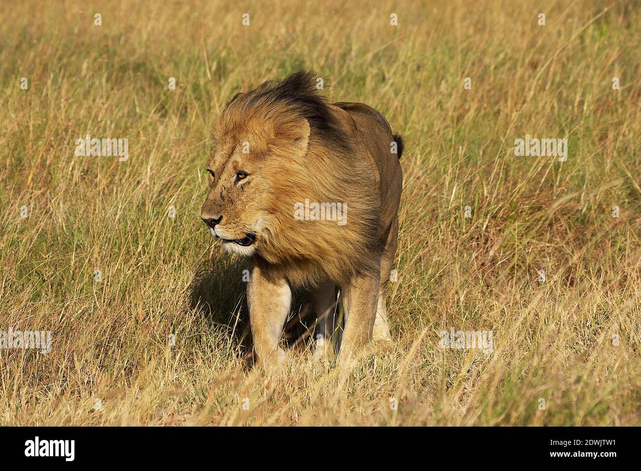 African Lion, panthera leo, Male at Masai Mara park in Kenya Stock ...