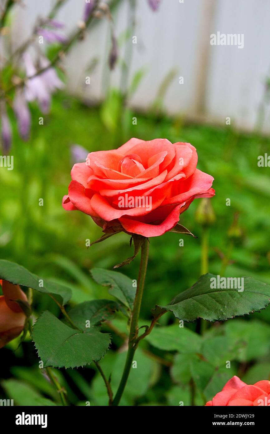 Close Up Of Red Rose Stock Photo Alamy