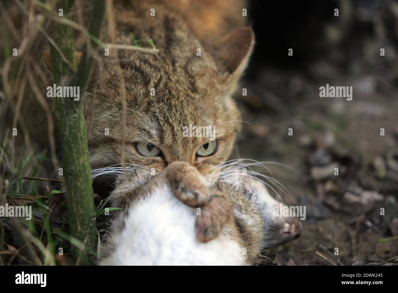 European Wildcat, felis silvestris, with a Kill, a Rabbit Stock Photo