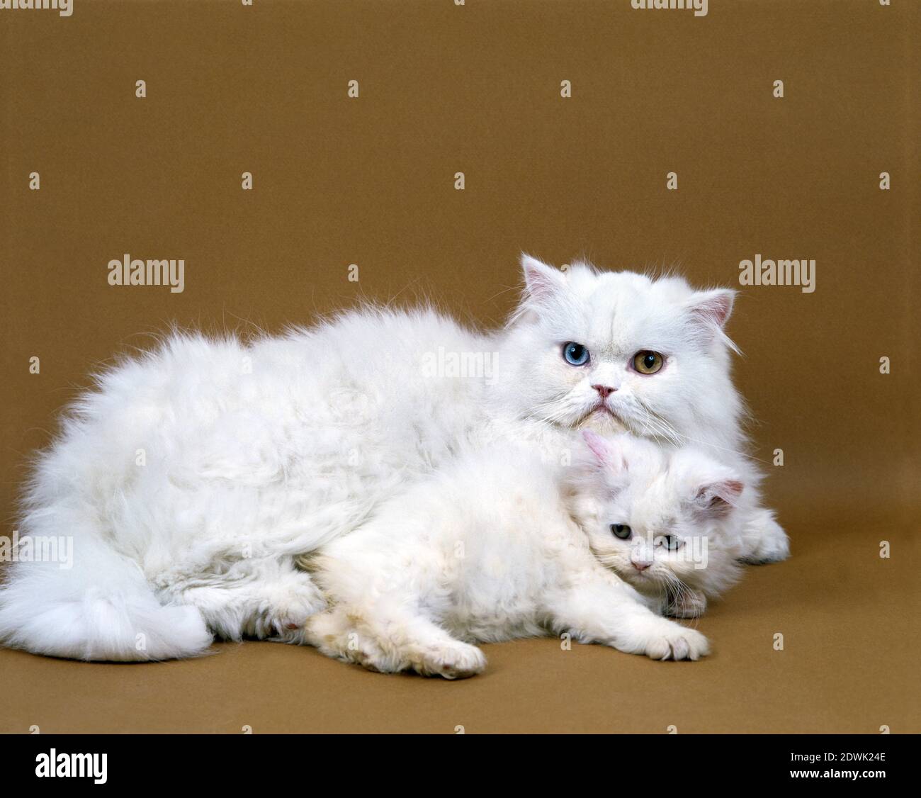 White Persian Domestic Cat, Mother and Kitten Stock Photo