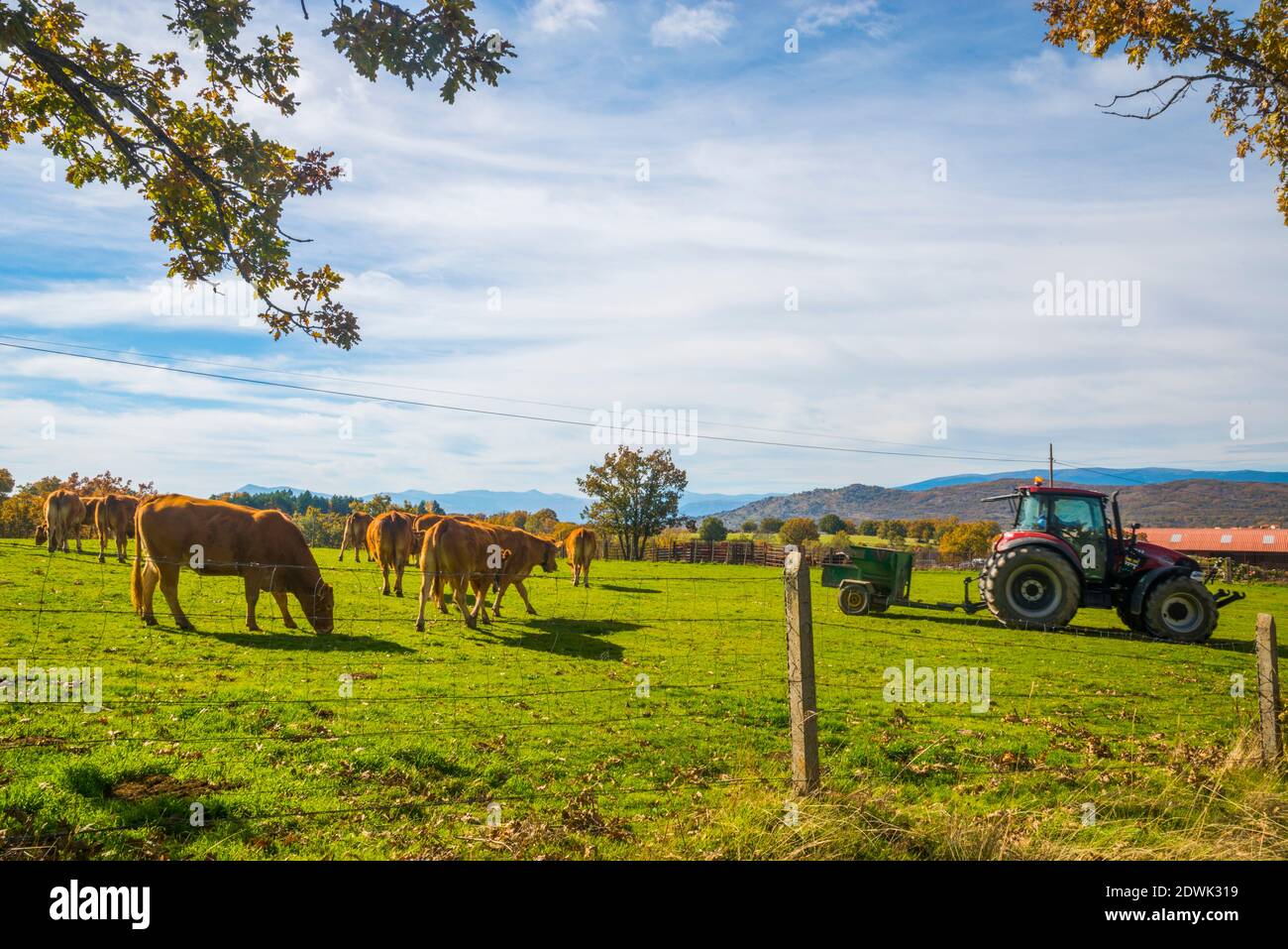 Farmer feeding the cows. Montejo de la Sierra, Madrid province, Spain. Stock Photo