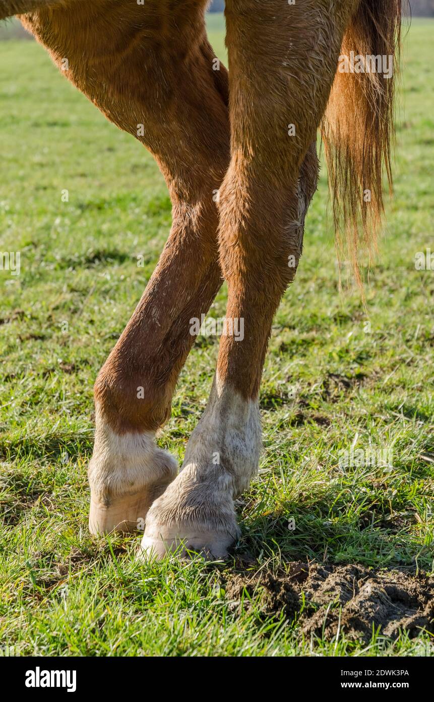 Horse Standing On Hind Legs High Resolution Stock Photography and