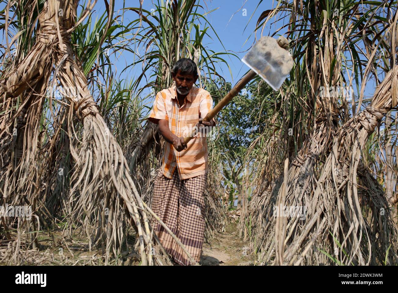Naogaon, Bangladesh. 23rd Dec, 2020. Nur Mohammad (60), A Bangladeshi farmer harvests sugarcane crop in a field of village Chilimpur in Dhamoirhat, some 50km north of Naogaon District. Credit: MD Mehedi Hasan/ZUMA Wire/Alamy Live News Stock Photo