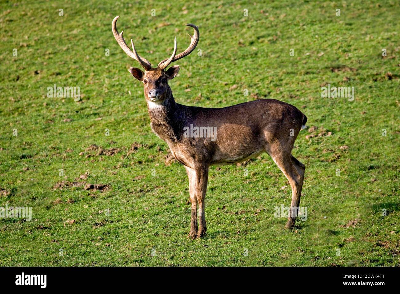 Eld's Deer or Brown-Antlered Deer, cervus eldii, Male Stock Photo