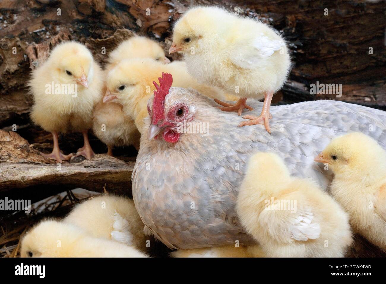 Barbu d'Uccle Domestic Chicken, a Breed from Belgium, Hen and Chicks ...