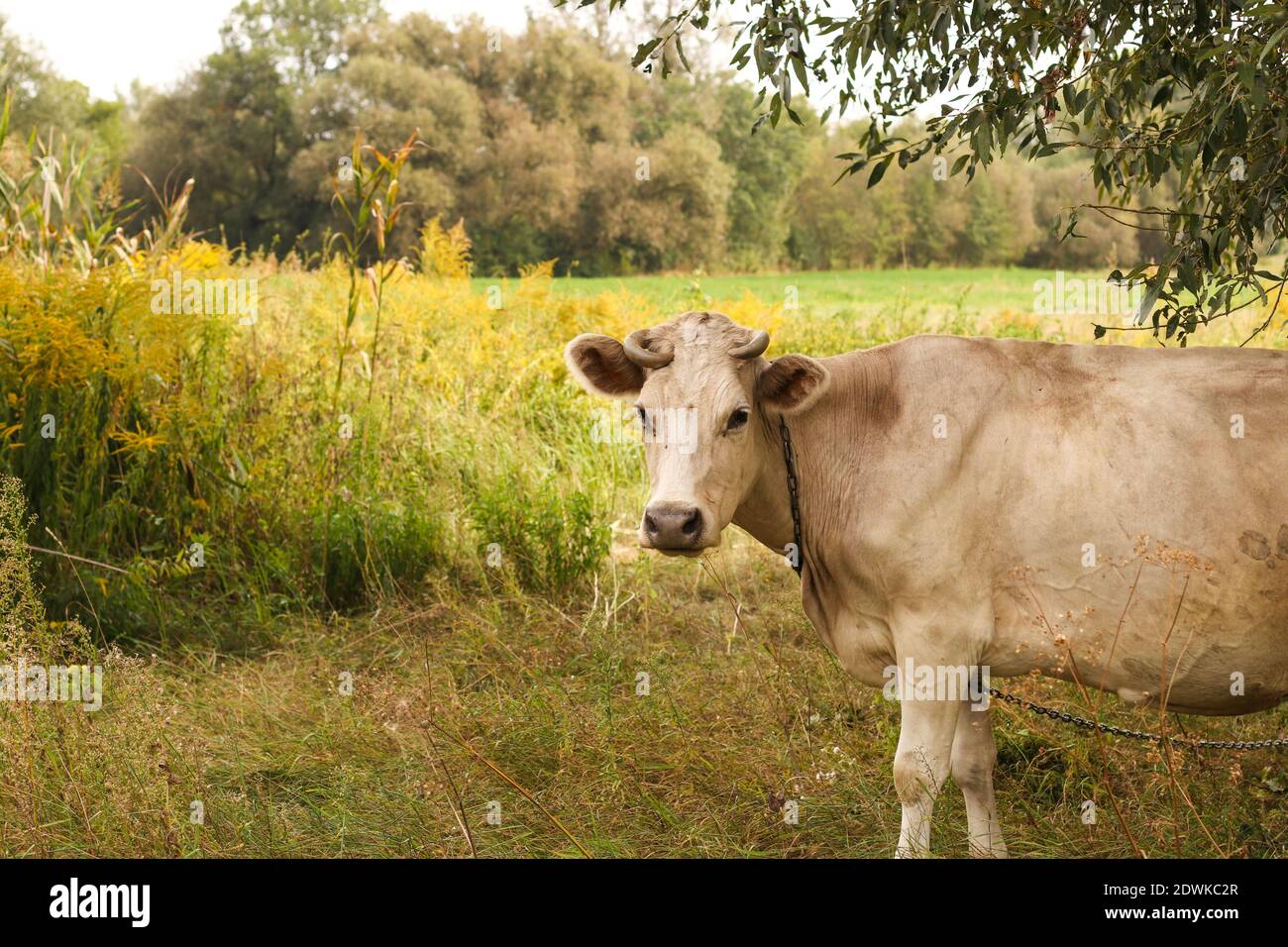 A beige cow grazes in a summer pasture. Closeup. Horizontal format ...