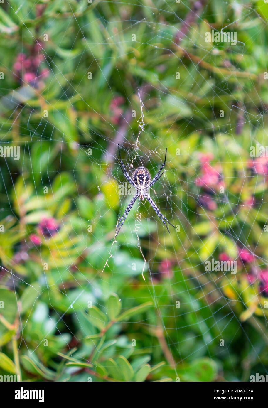 A beautiful Wasp Spider, Argiope bruennichi, eating a fly that has got caught in its web Stock Photo