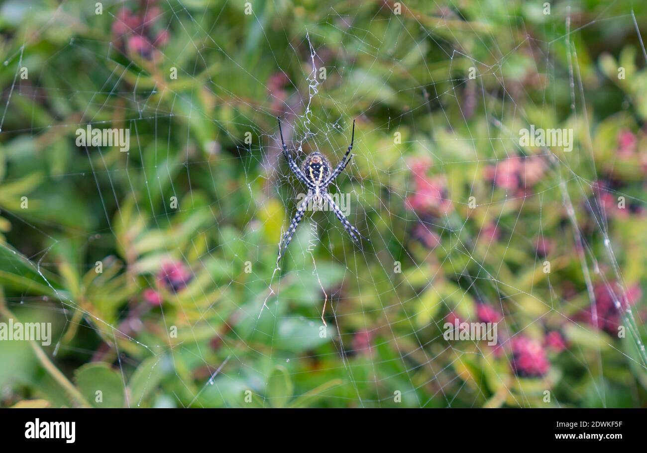 A beautiful Wasp Spider, Argiope bruennichi, eating a fly that has got caught in its web Stock Photo