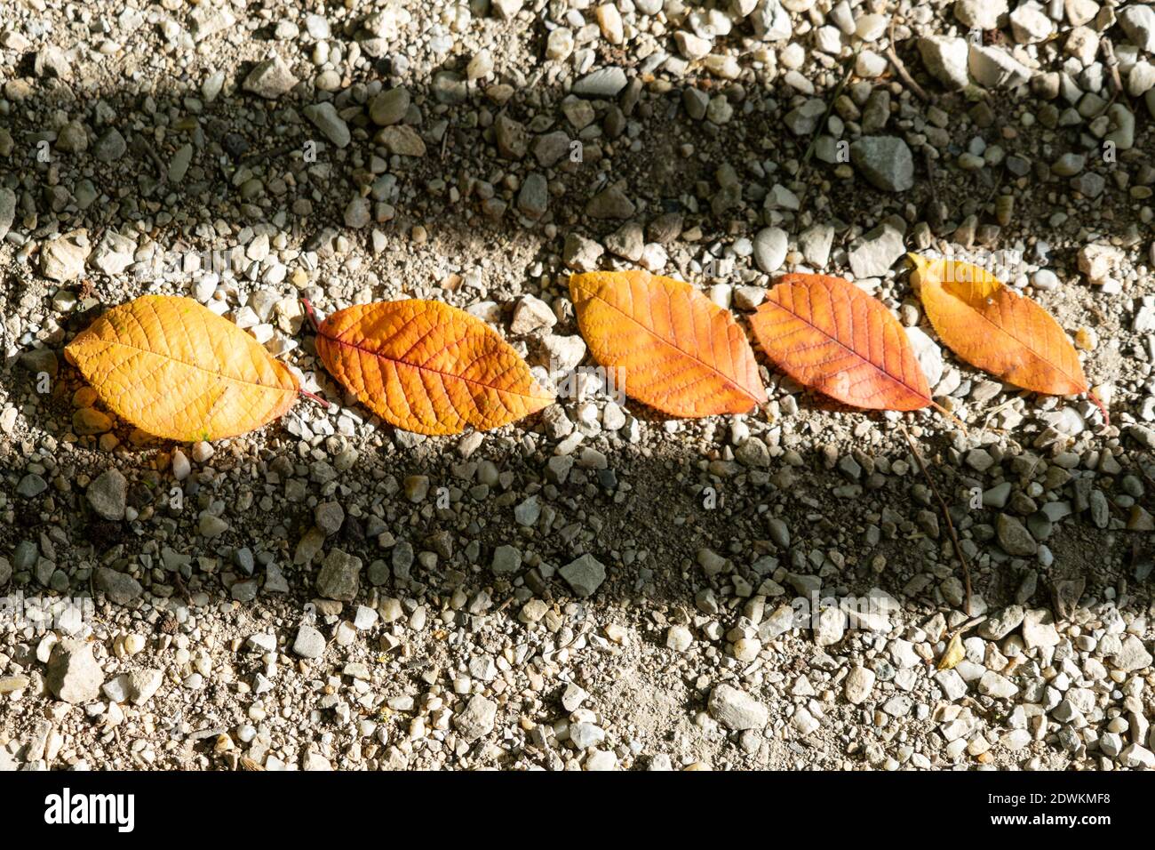 Autumn leaves in a row between two bands of shadow Stock Photo