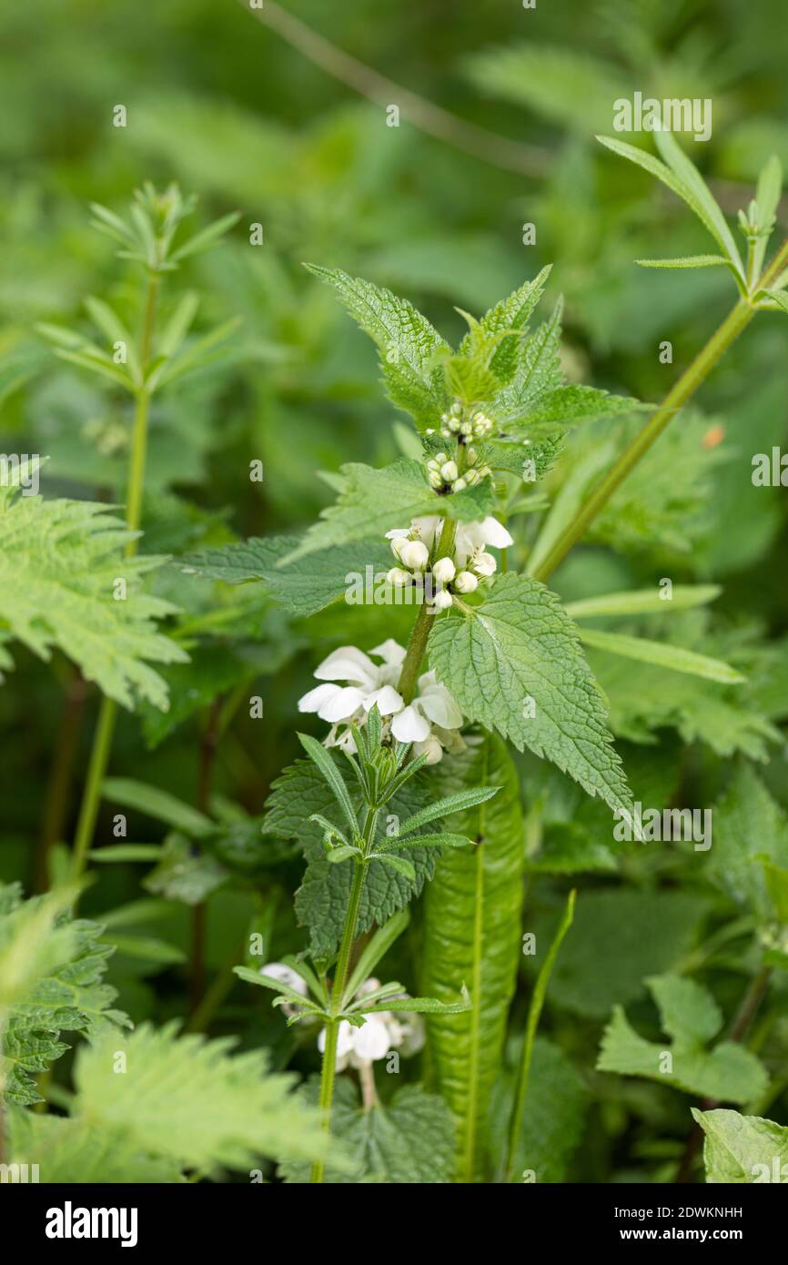 Close up of a flowering Lamium album - white dead nettle stinging nettle in an English woodland Stock Photo