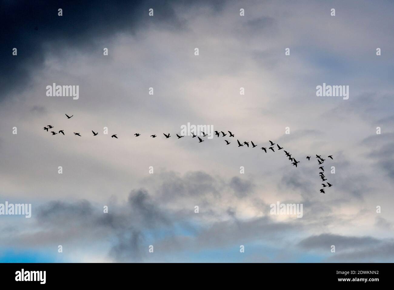 Silhouette of a skein of about 40 geese flying over North Norfolk. Stock Photo