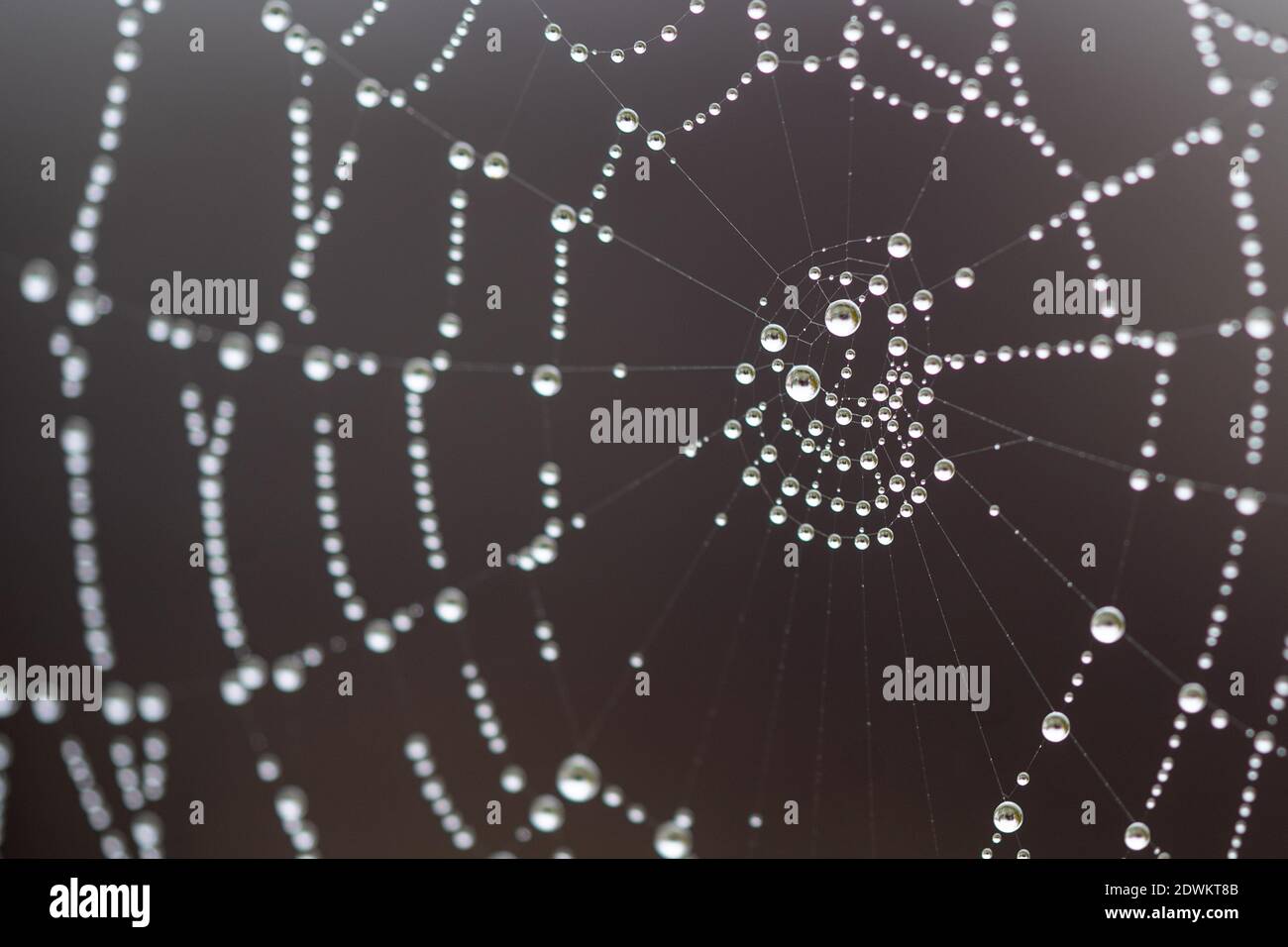 String spiderweb hi-res stock photography and images - Alamy