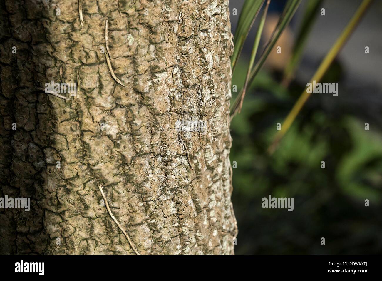 A closeup of the trunk of a Cornish Palm tree - Cordyline australis. Stock Photo