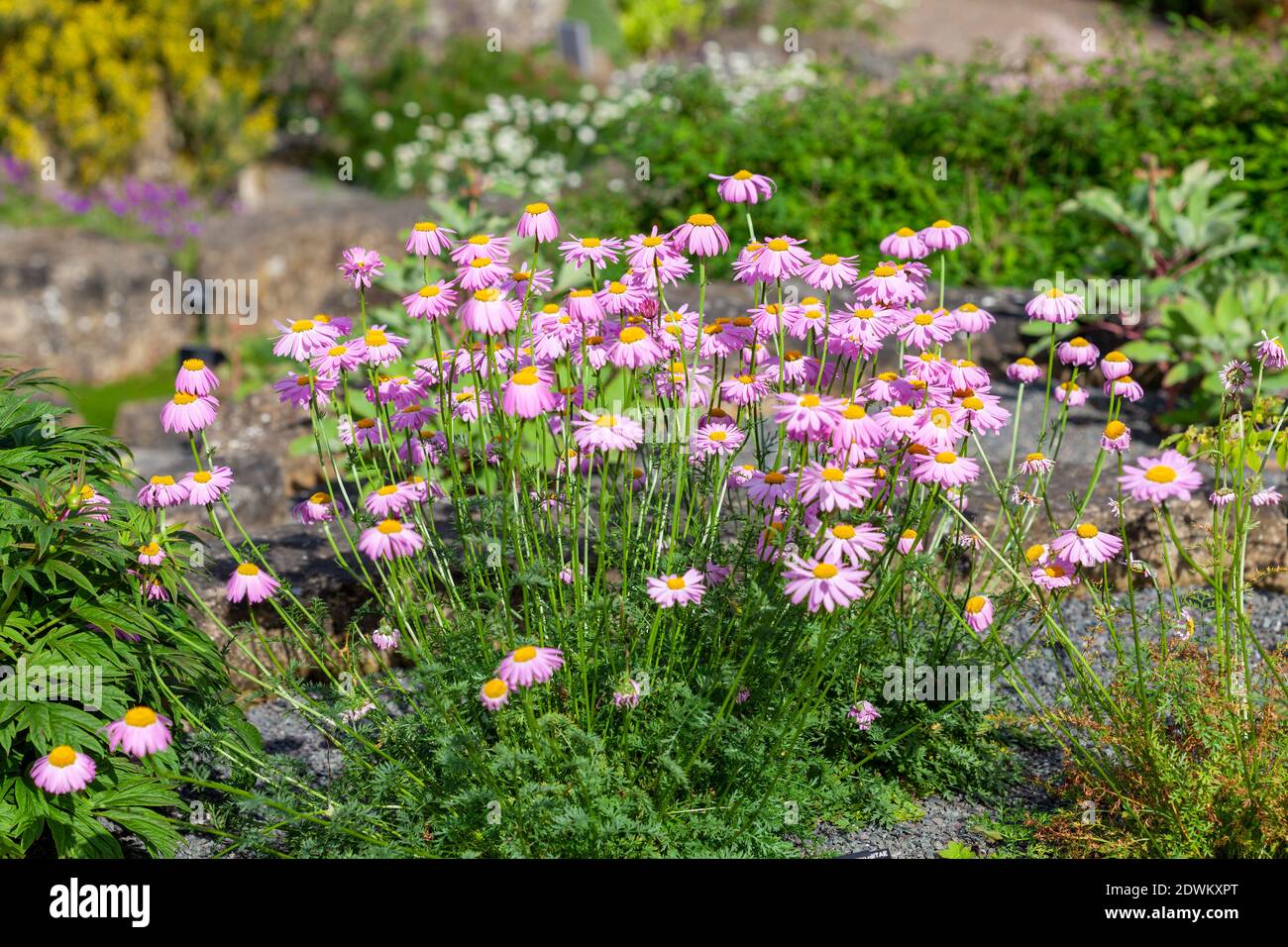 Tanacetum coccineum a spring summer flowering plant with a pink red summertime flower commonly known as Painted Daisy, stock photo image Stock Photo