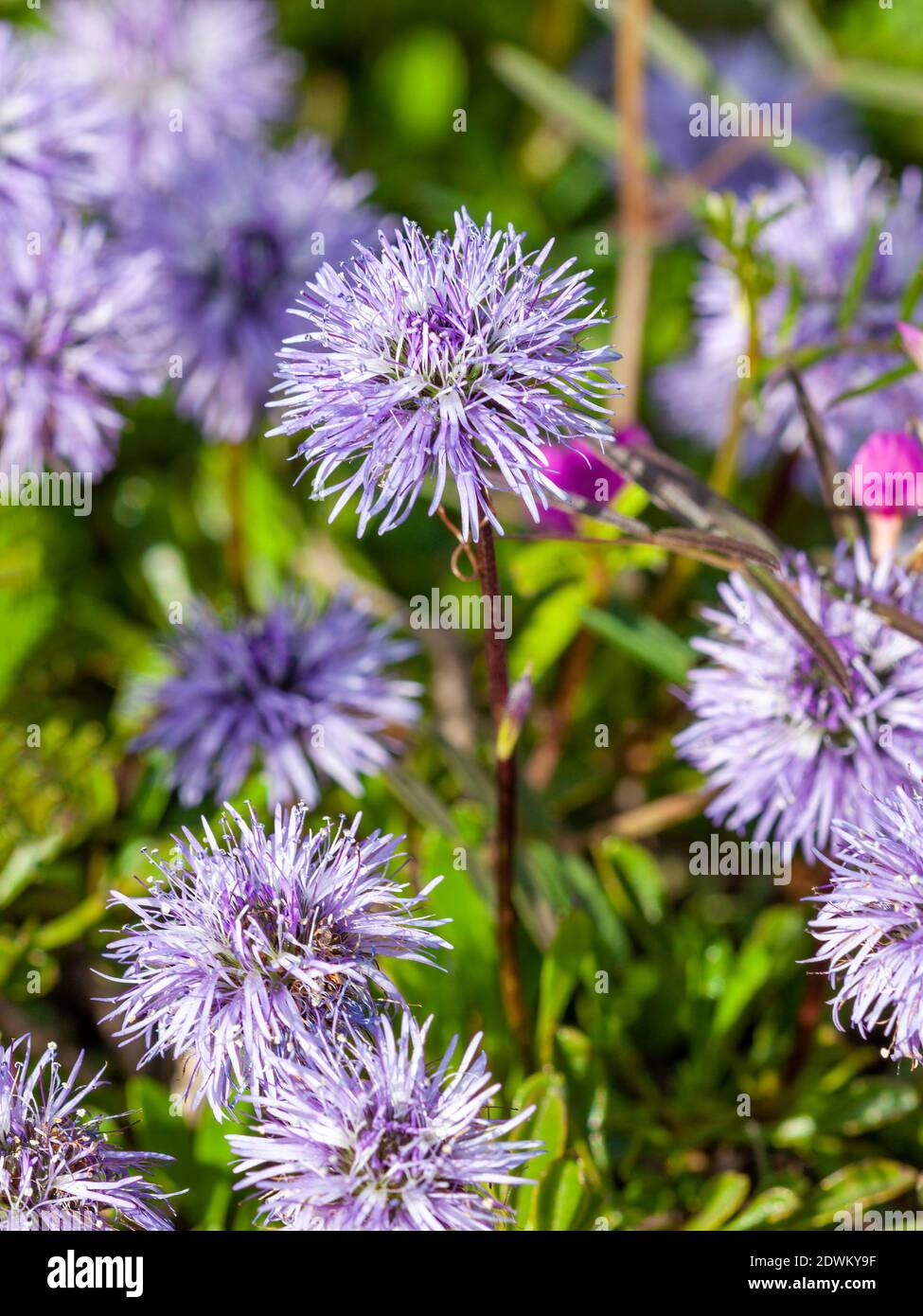 Globularia cordifolia a spring summer flowering plant with a blue purple summertime  flower commonly known as  Heart leaved glob daisy stock photo ima Stock Photo