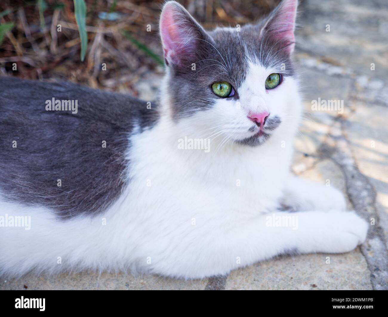Beautiful non-pedigree tabby white and grey cat with bright green eyes and pink ears and nose having rest outdoors. Stock Photo