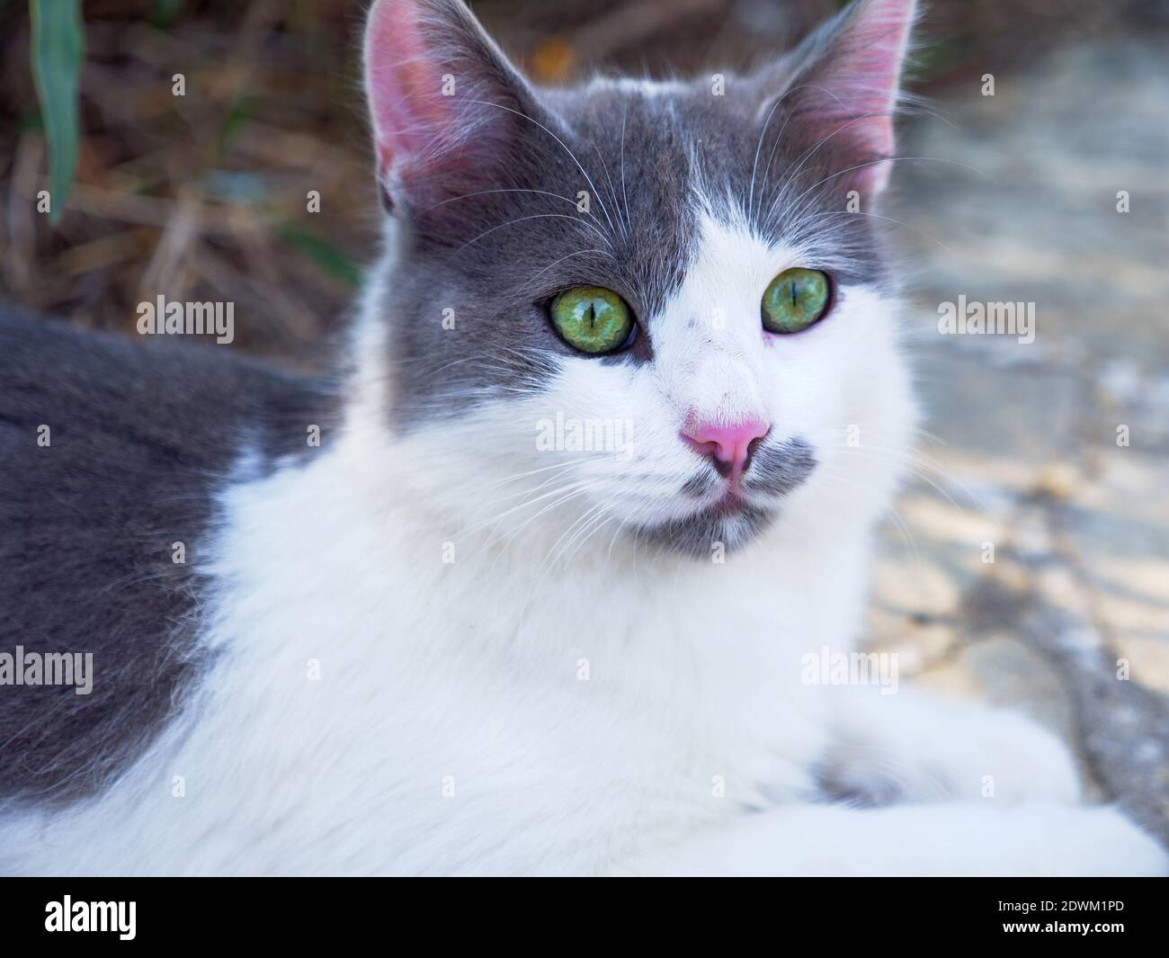 Closeup portrait of a beautiful non-pedigree tabby white and grey cat with bright green eyes and pink ears and nose having rest outdoors. Stock Photo