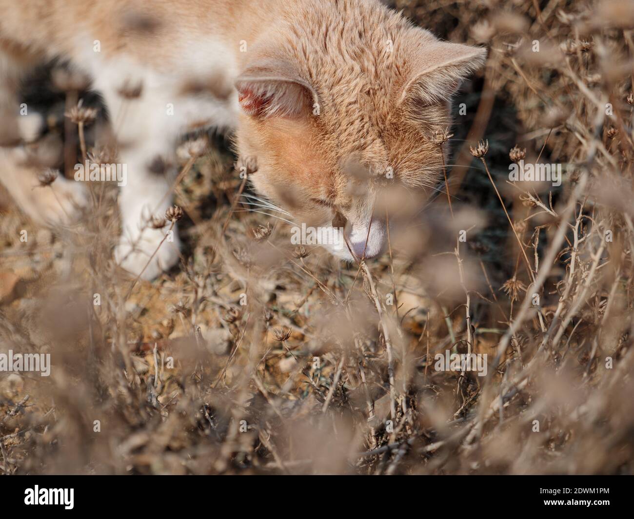 Non-pedigree tabby sandy-colored beige beautiful cat walking and camouflaging in dry beige grass. Stock Photo
