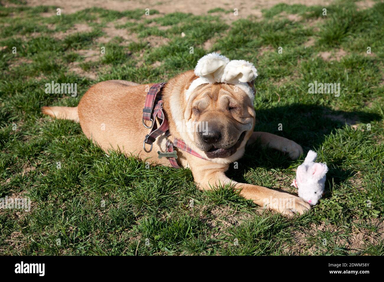 sharpei dog wearing easter rabbit ears Stock Photo Alamy