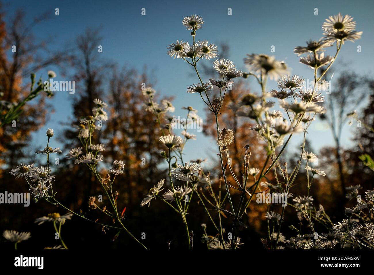 Wild grass and flowers on a meadow besides the river on a late summer evening Stock Photo