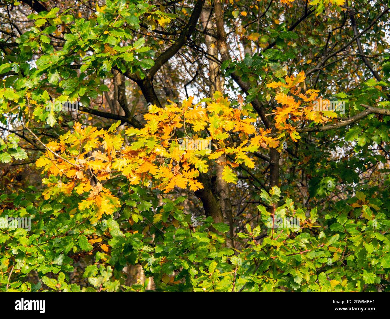 Oak tree with orange and green leaves in early autumn Stock Photo