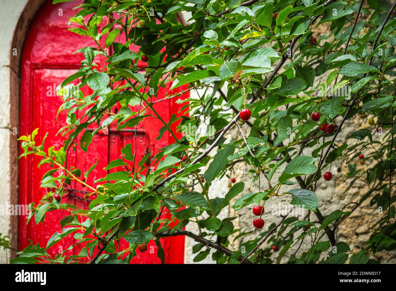 Red door with a cherry tree in a mountain town in the Majella National Park. Abruzzo, Italy, Europe Stock Photo