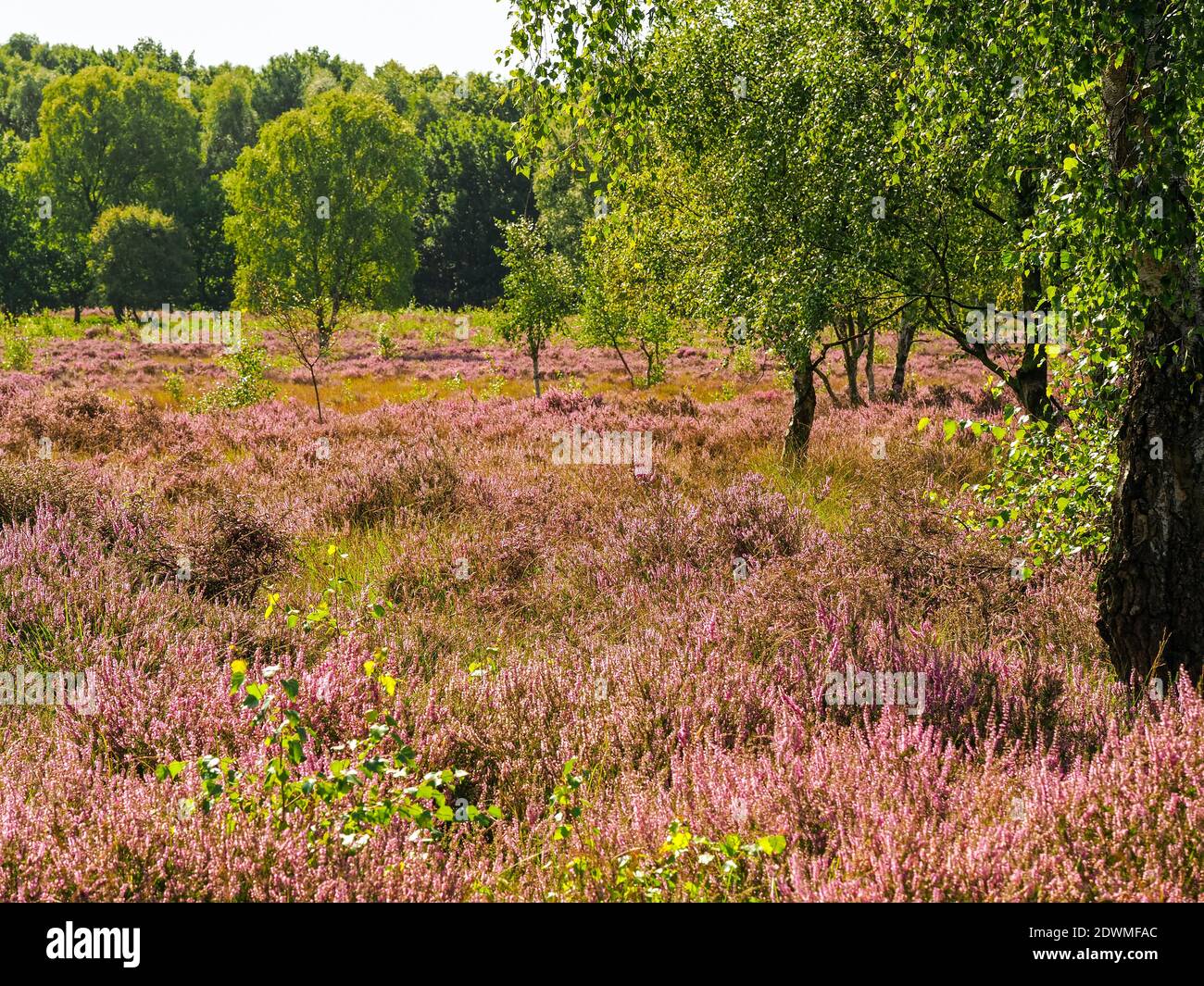 Heather flowering in autumn at Skipwith Common National Nature Reserve, North Yorkshire, England Stock Photo