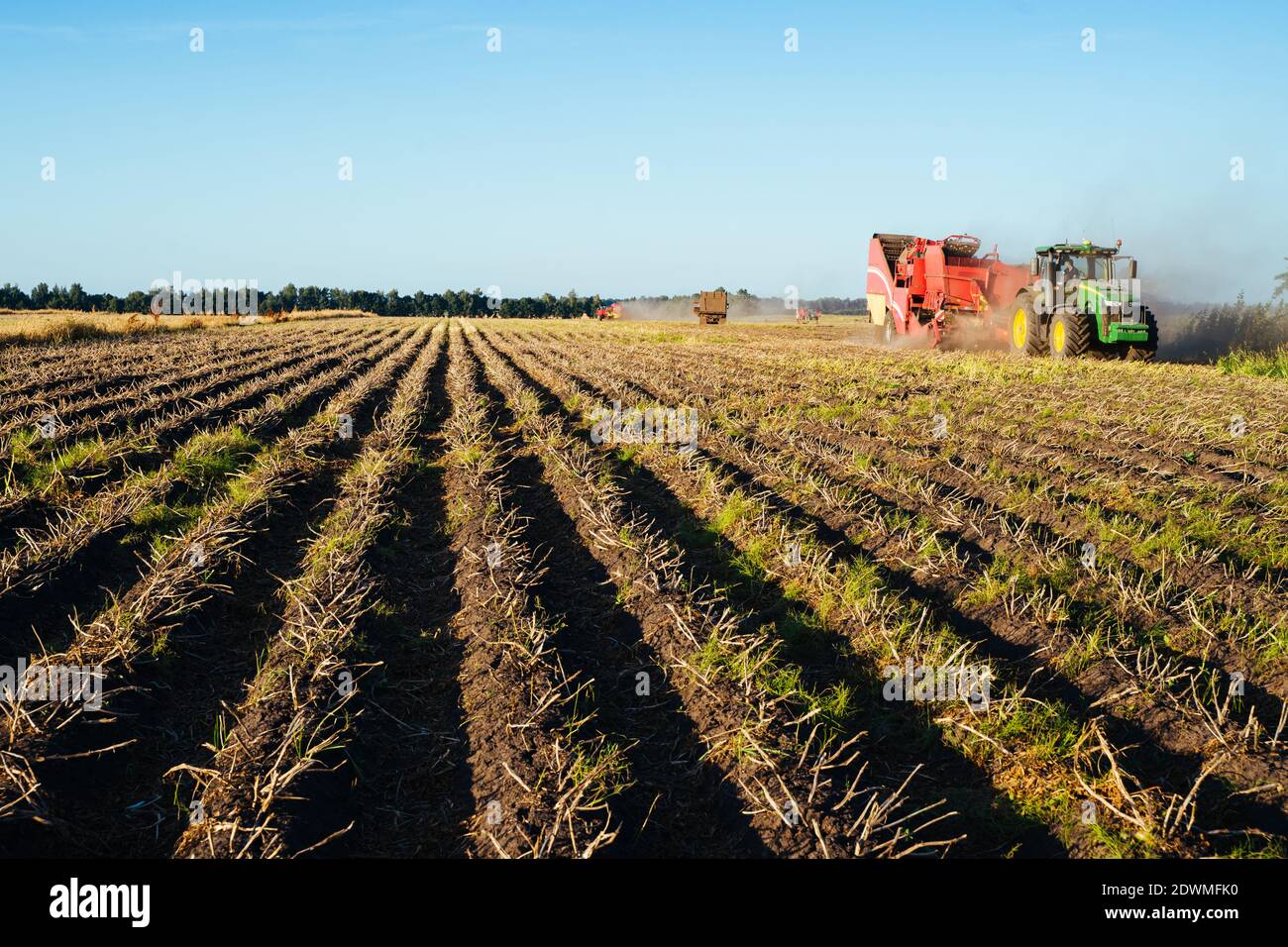 The tractor is harvesting potatoes in the field. Agricultural industry image Stock Photo