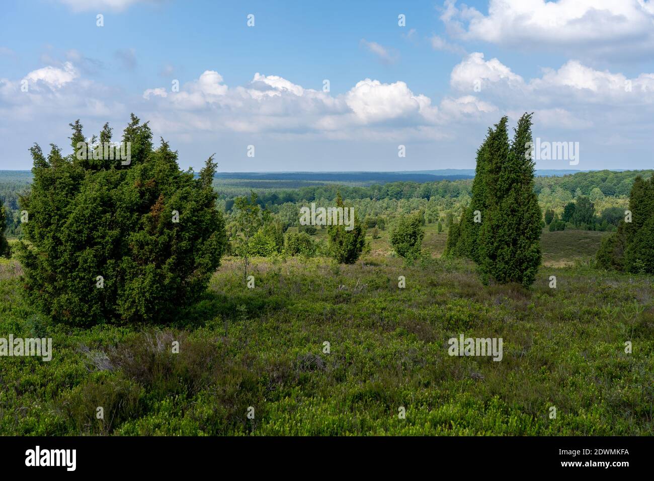 Lueneburger heide sunset hi-res stock photography and images - Alamy