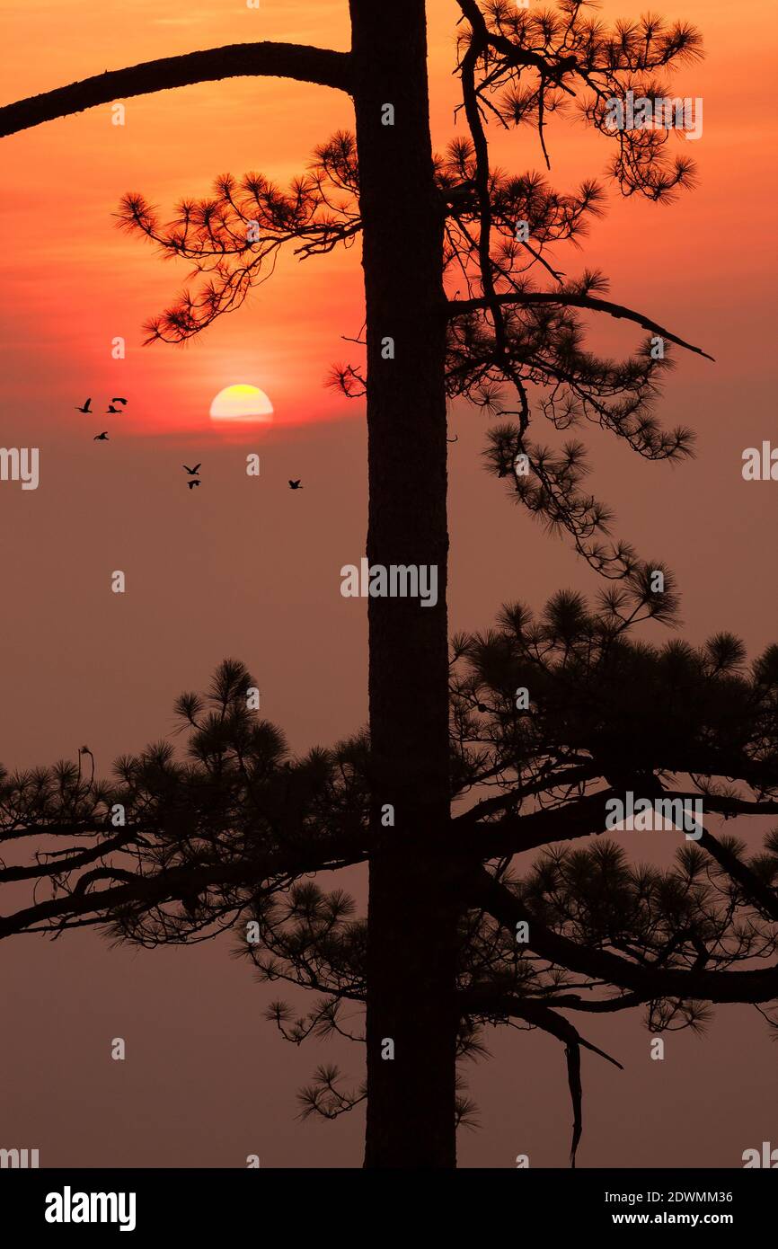 silhouette pine tree tropical forest colorful sky and cloud with birds group when sunset and sunrise landscape from asia nature travel Stock Photo