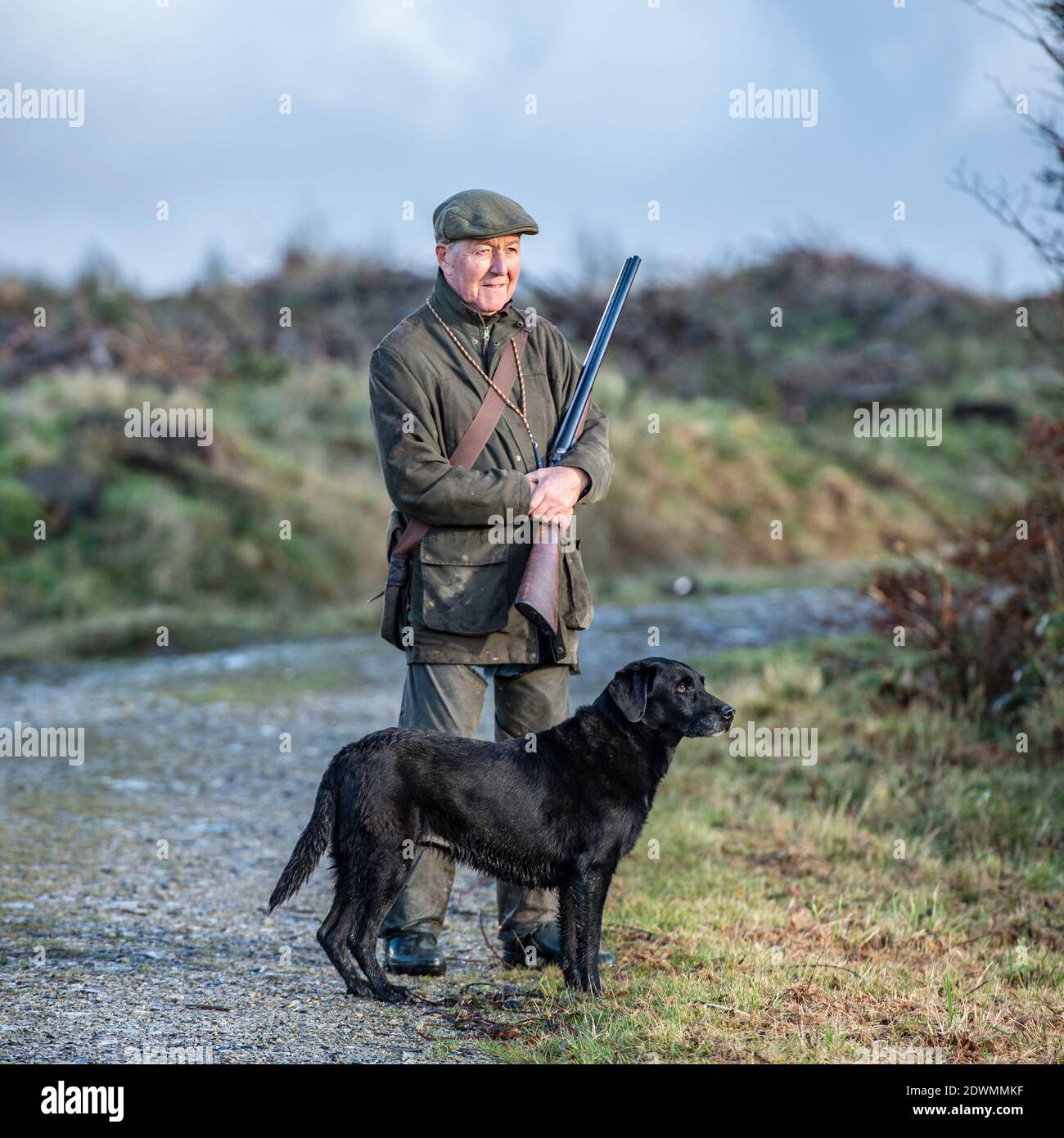 man with shotgun and labrador on a pheasant shoot Stock Photo