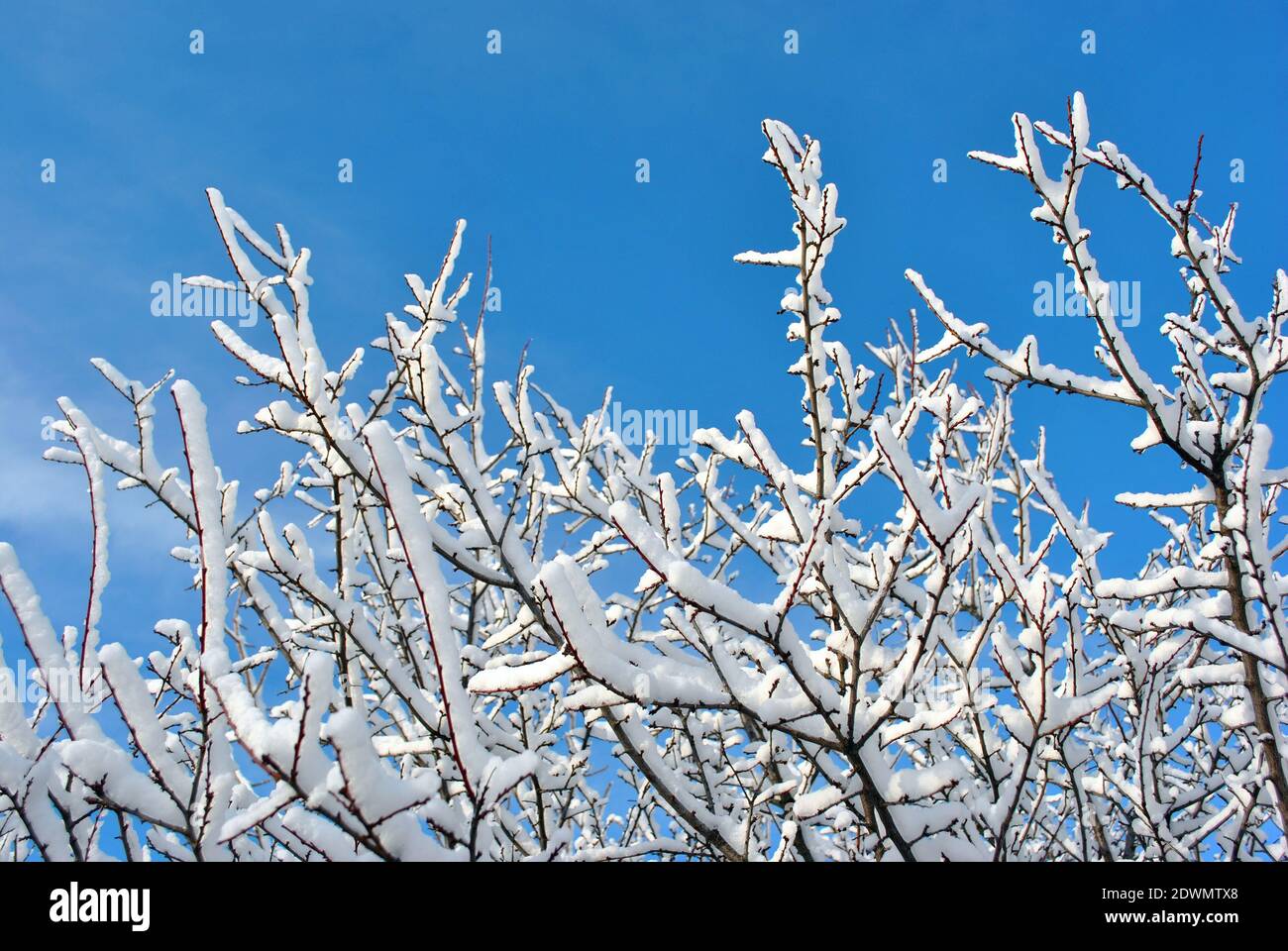 Tree branches covered with white fluffy snow close up detail, winter in ...