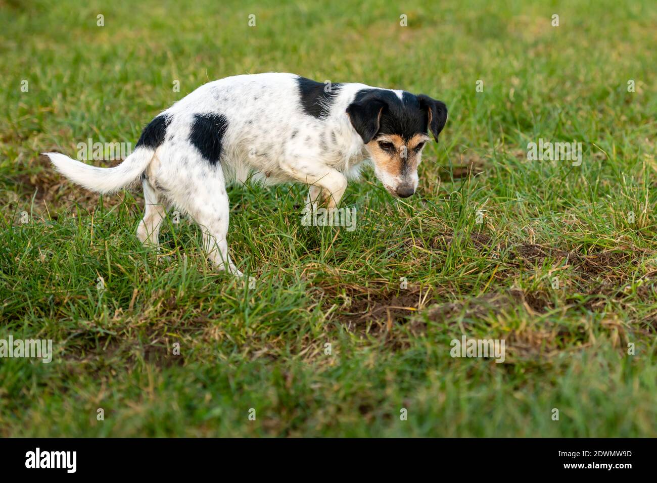 Jack Russell Terrier dog is waiting in front of a mouse hole in a meadow Stock Photo