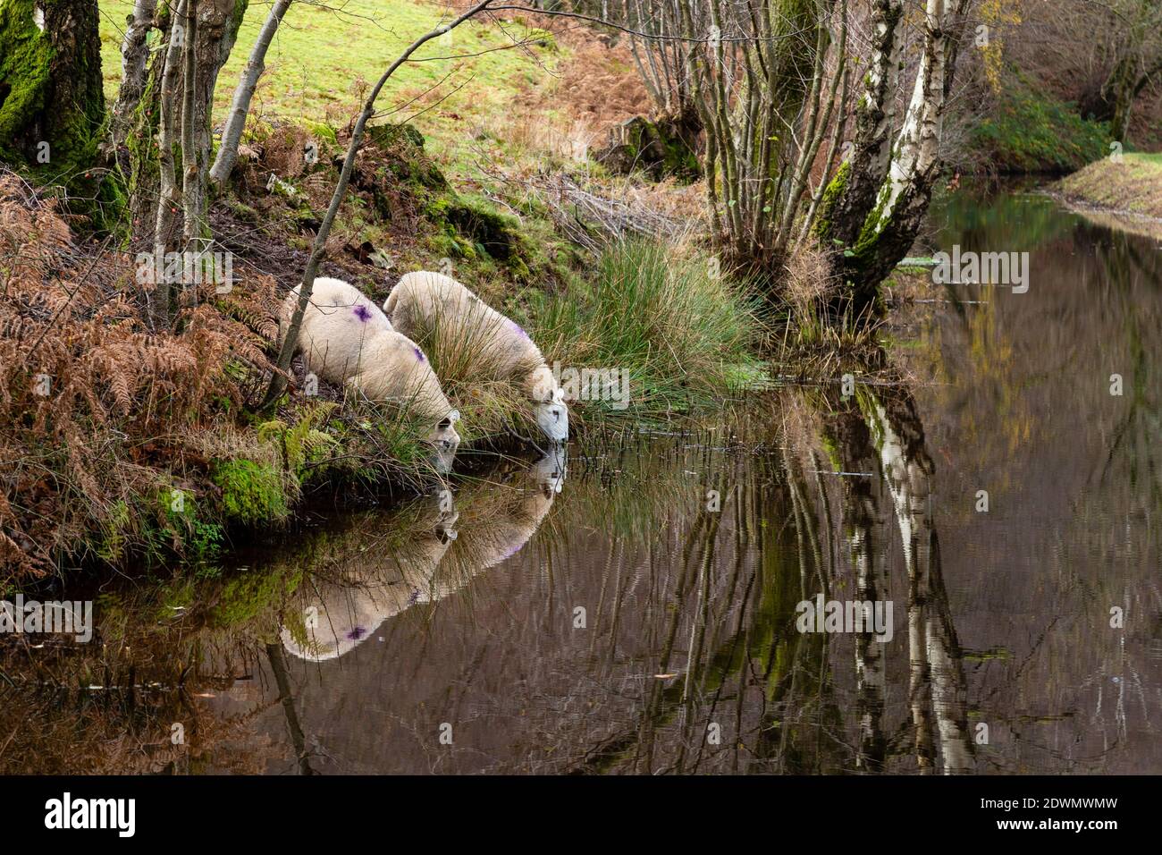 Llangynidr canal hi-res stock photography and images - Alamy