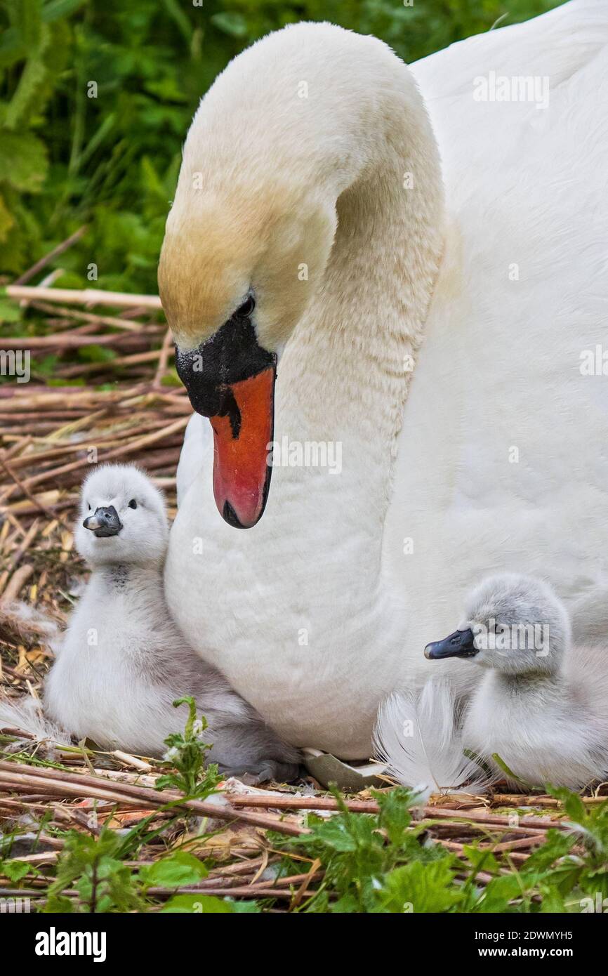 Mute Swan (Cygnus olor) freshly hatched chicks resting in cozy and warm feather-bed of mother, Heidelberg, Baden-Wuerttemberg, Germany Stock Photo