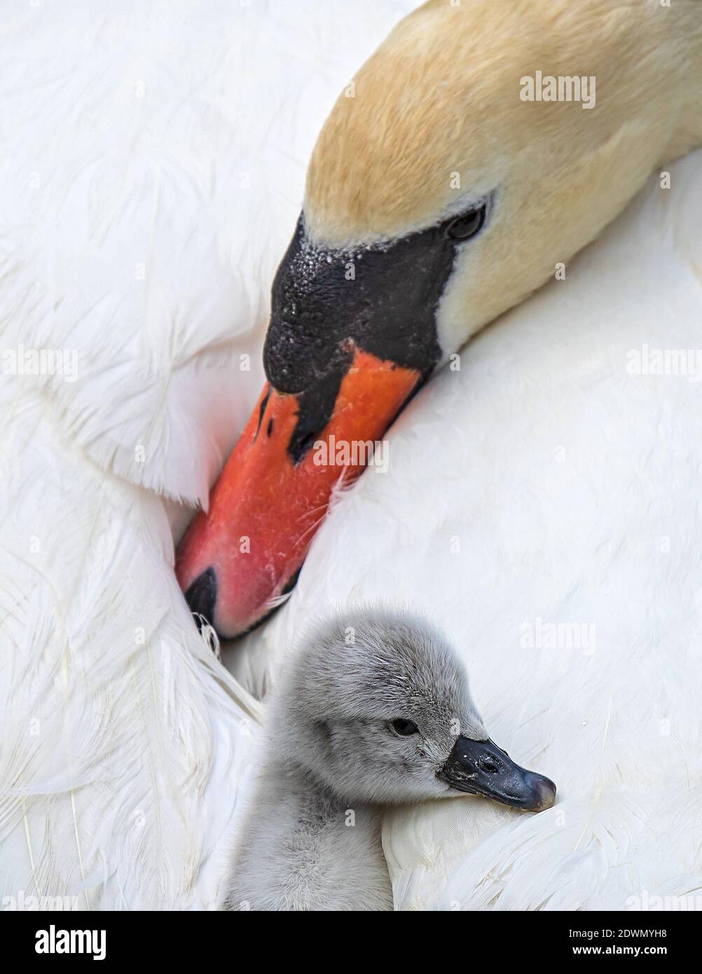 Mute Swan (Cygnus olor) freshly hatched chick resting in cozy and warm feather-bed of mother, Heidelberg, Baden-Wuerttemberg, Germany Stock Photo