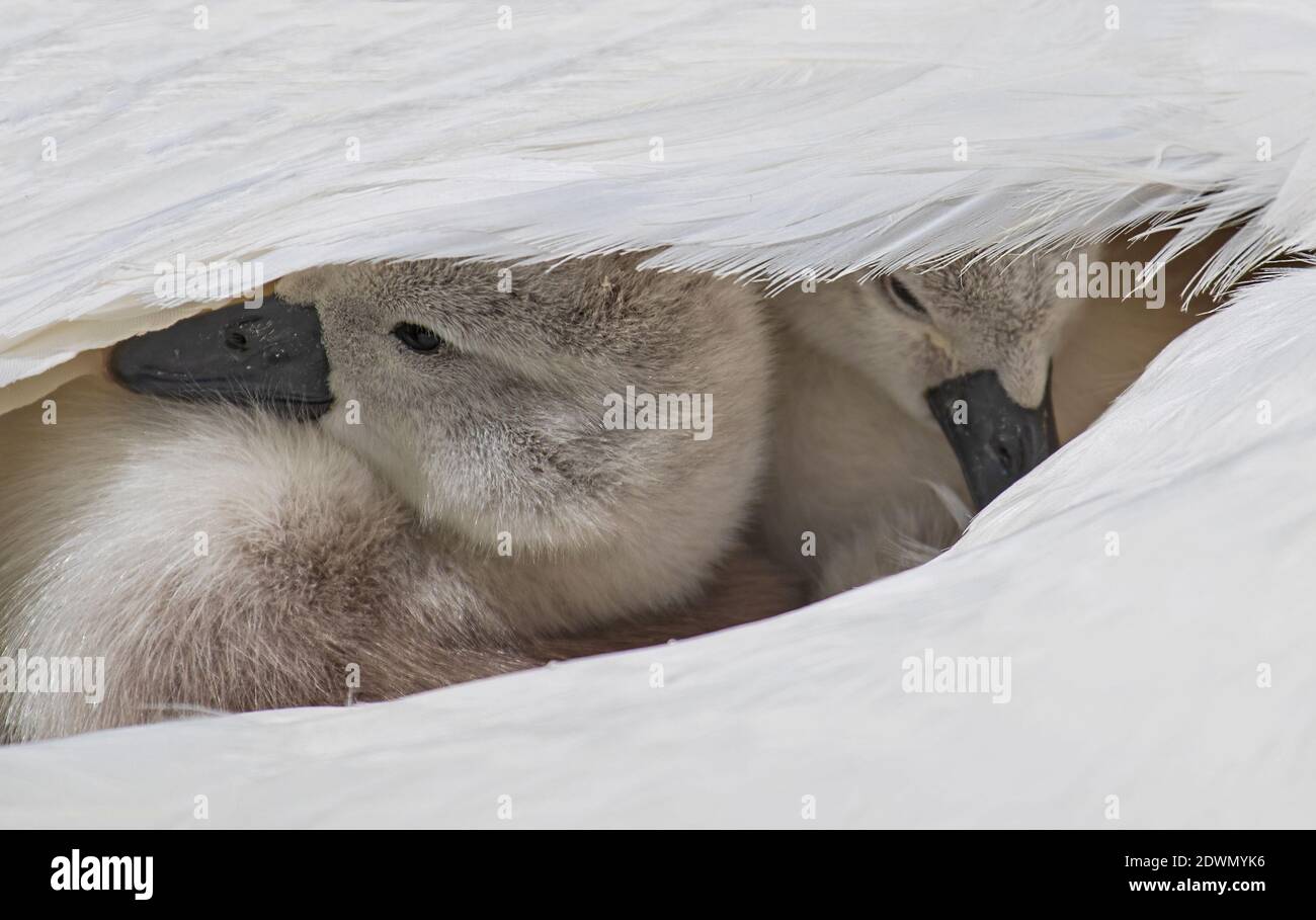 Mute Swan (Cygnus olor) freshly hatched chicks resting in cozy and warm feather-bed of mother, Heidelberg, Baden-Wuerttemberg, Germany Stock Photo