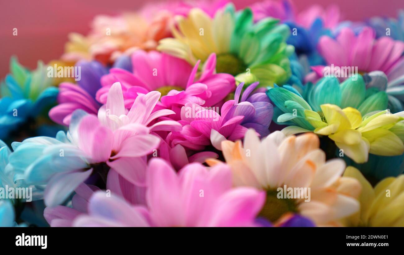 Rainbow Daisies. Rainbow Flower. Bouquets of blossom rainbow flowers, selective focus. Multi