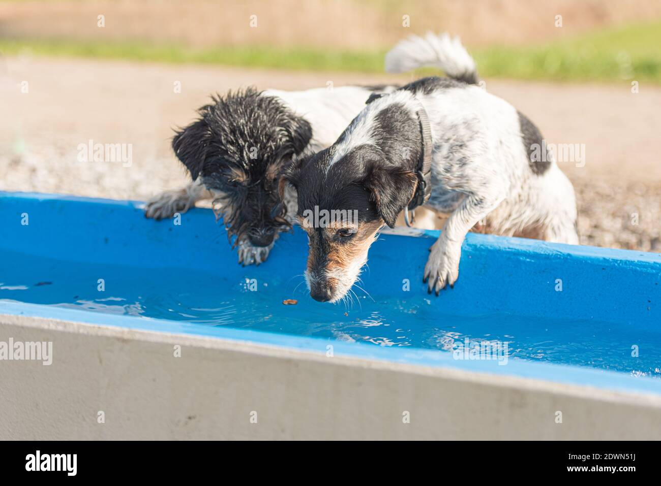 Dogs drinking sales cold water