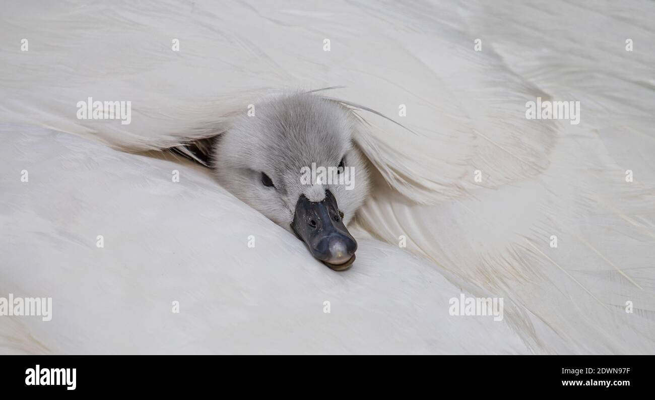 Mute Swan (Cygnus olor) freshly hatched chick resting in cozy and warm feather-bed of mother partly hidden behind feather, Heidelberg, Baden-Wuerttemb Stock Photo
