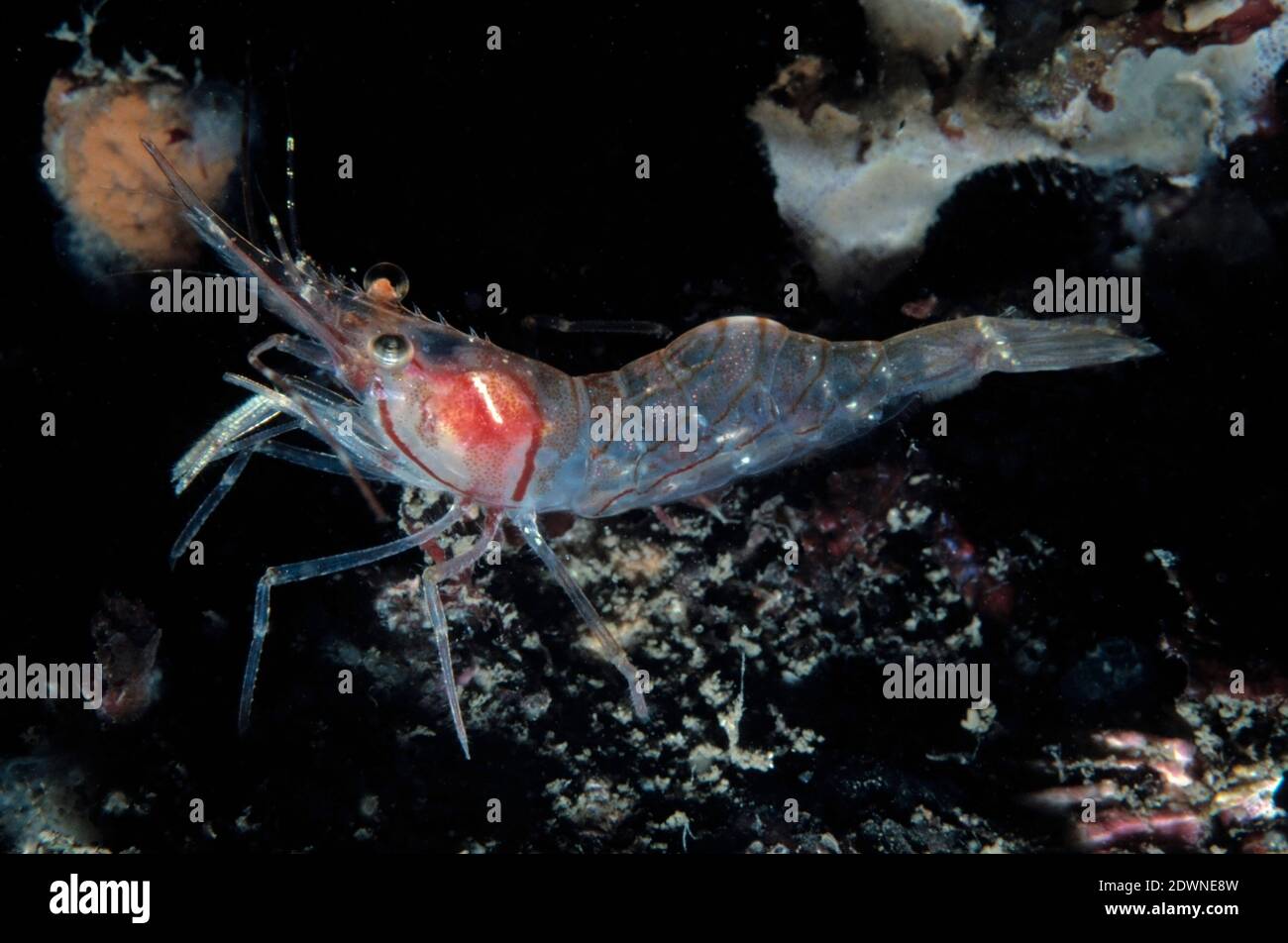 Northern prawn or pink shrimp (Pandalus montagui) underwater, UK Stock