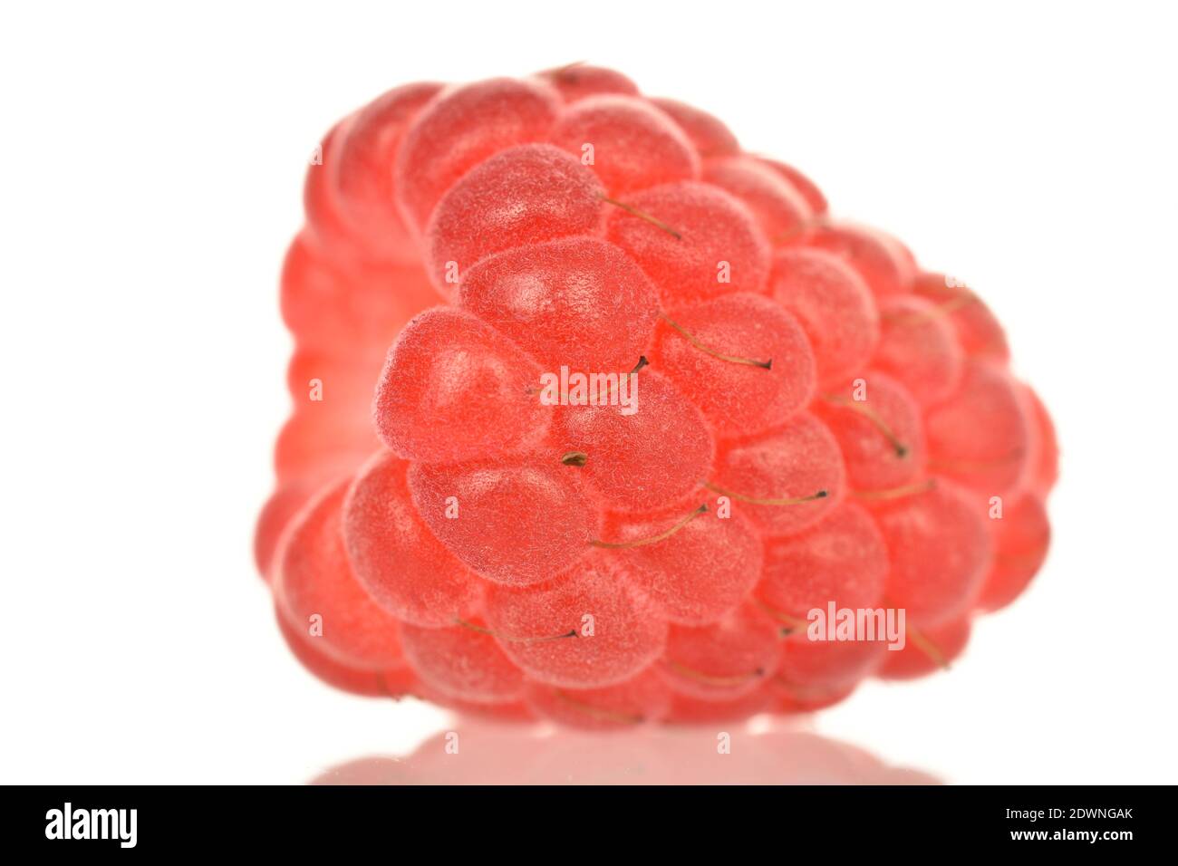 One whole red ripe raspberry berry, close-up isolated on white Stock ...