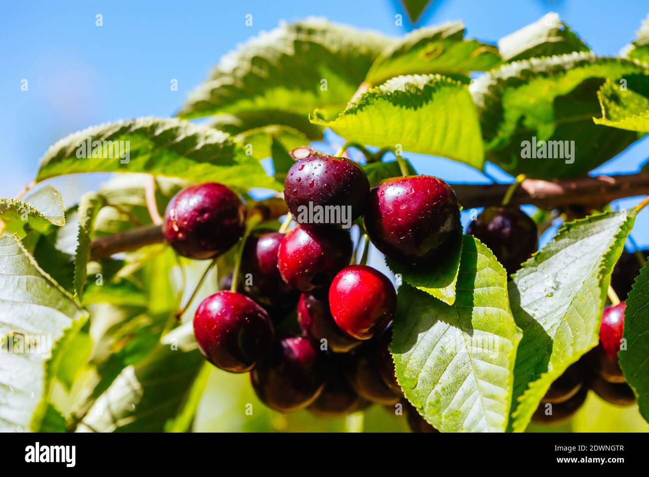 Fresh Cherries on a Tree in Australia Stock Photo Alamy