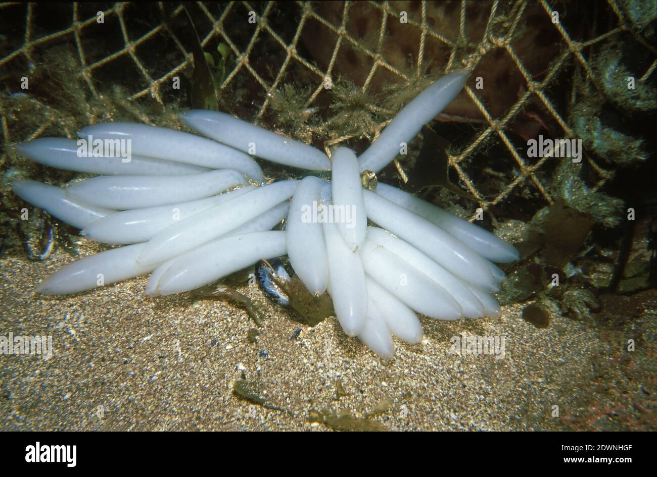 Squid uk underwater hires stock photography and images Alamy