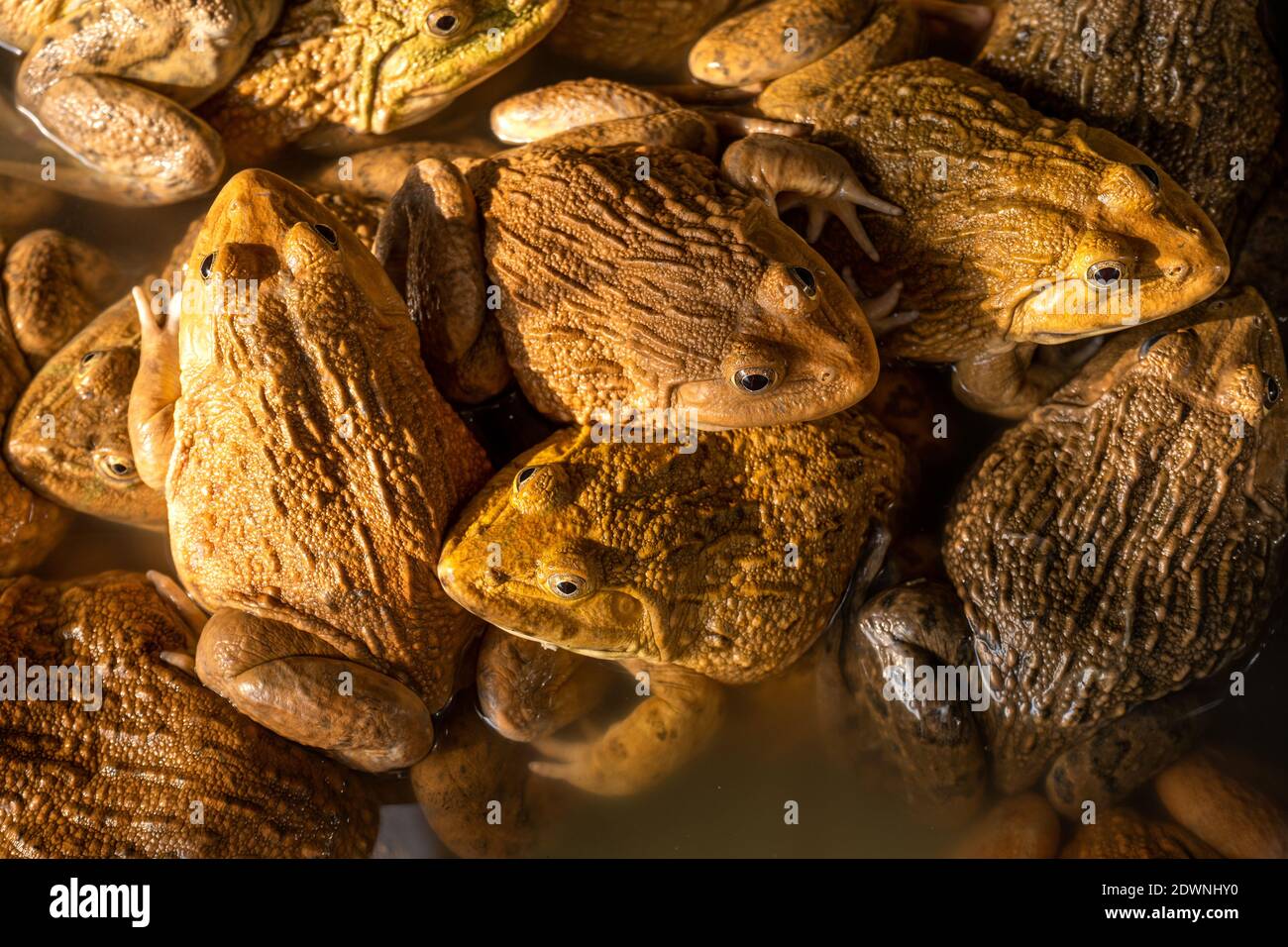 Bullfrog farming hi-res stock photography and images - Alamy