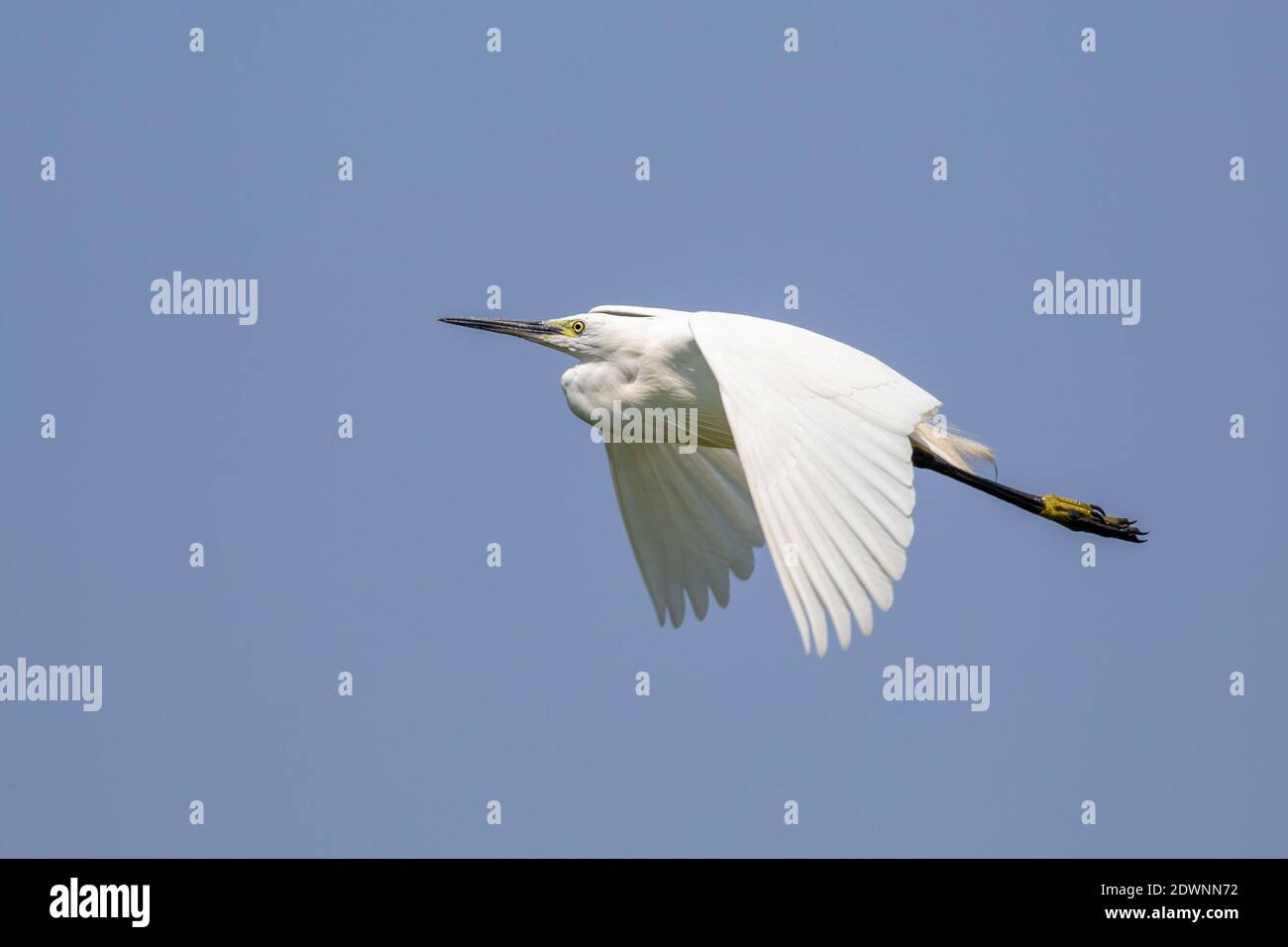 Image of little egret (Egretta garzetta) flying in the sky. Birds. Animal. Stock Photo