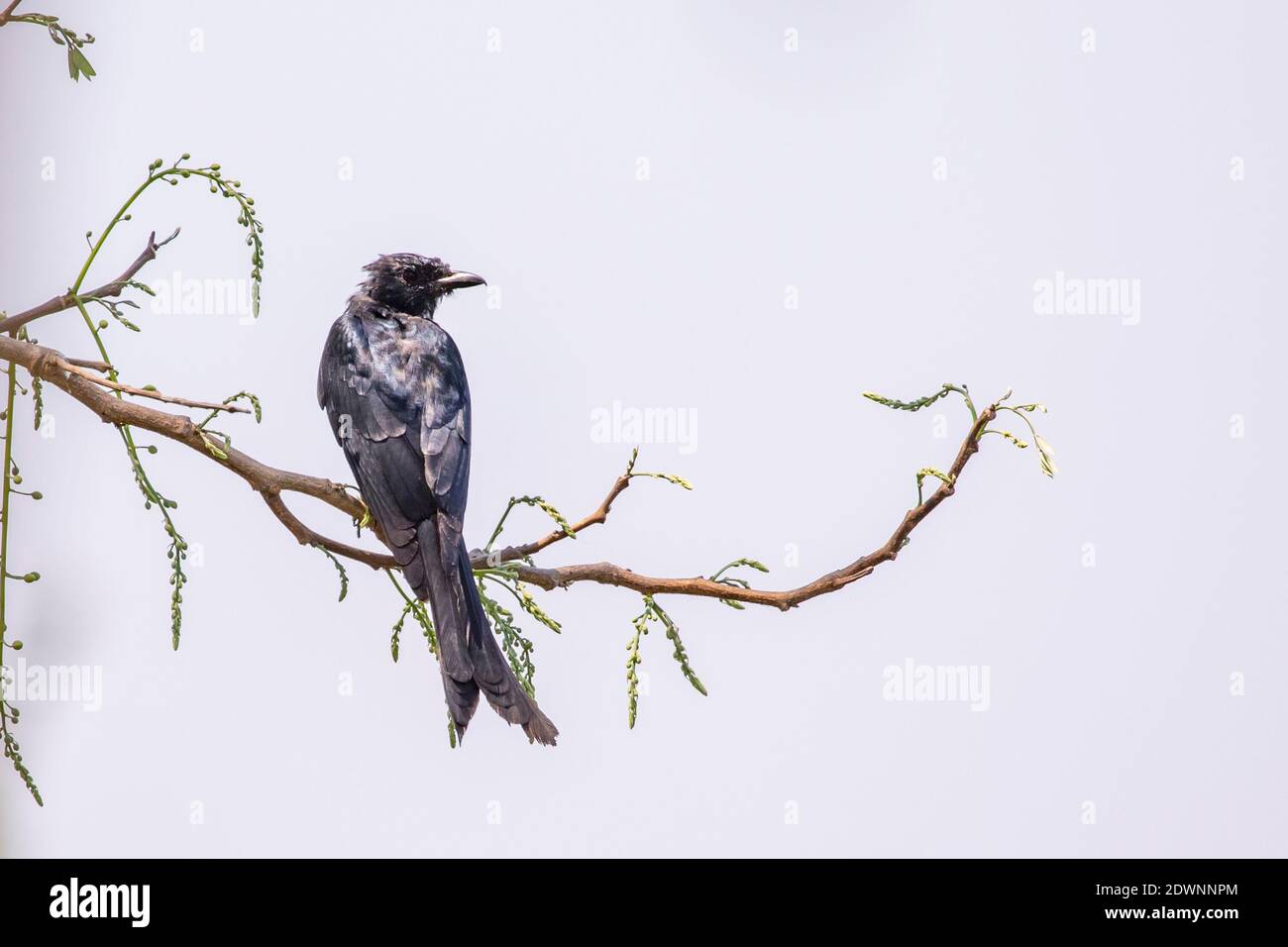 Image of Black Drongo (Dicrurus macrocercus) on a tree branch on nature background. Birds. Animal. Stock Photo
