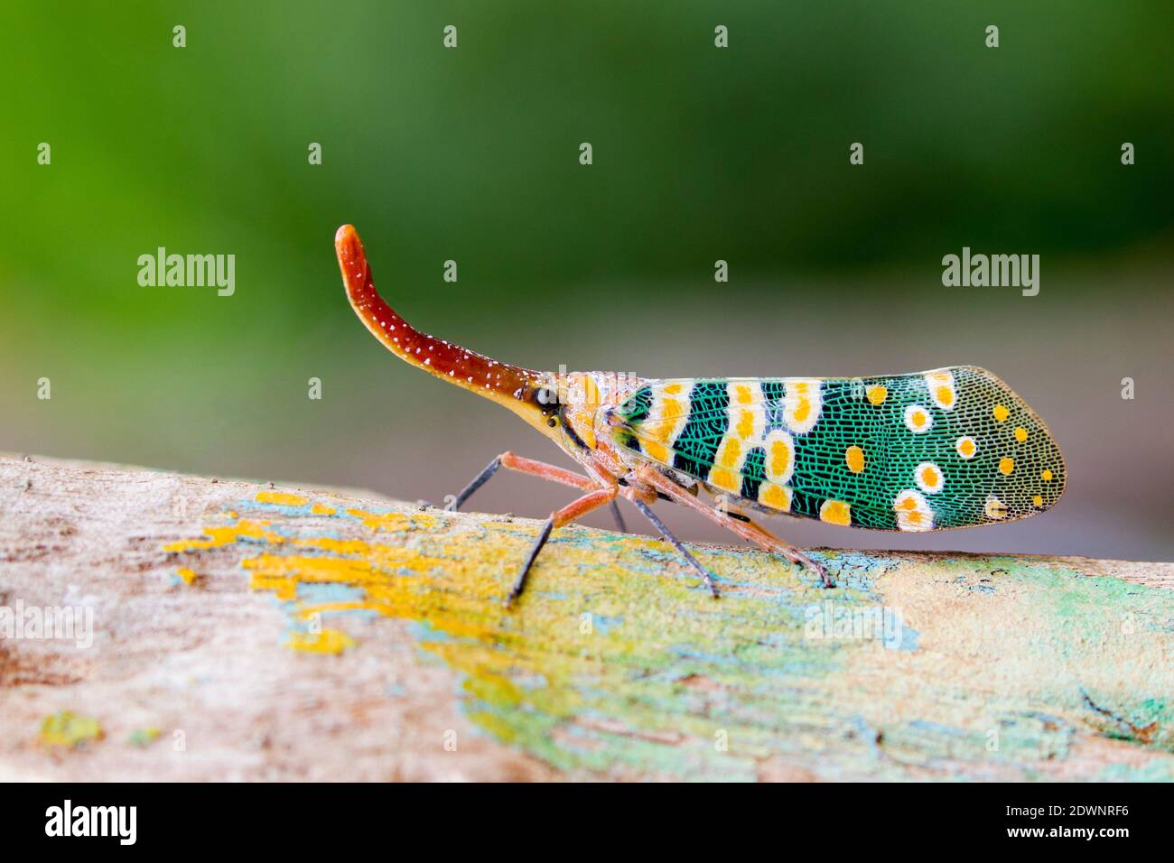 Image of Pyrops candelaria or lantern Fly on nature background. Bug, Insect. Stock Photo